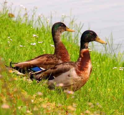 [Two mallards stand in the grass one in front of the other. Both are starting to get more grey in their teal heads and their necks have significant brown in them (grey is nearly gone).]